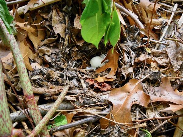 M. Wong at Salter Grove